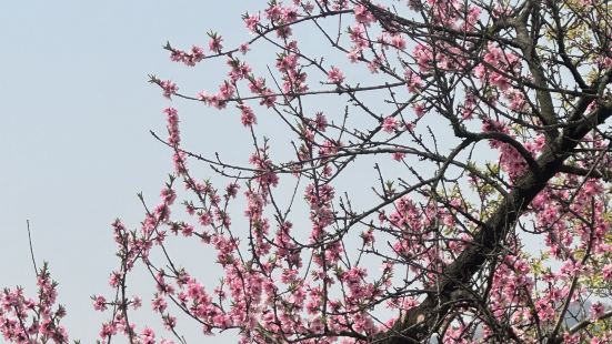Beautiful cherry blossom 🌸 fr