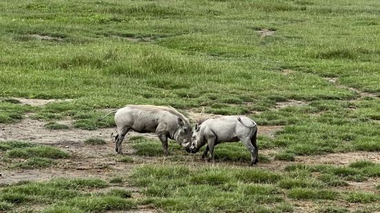 Ngorongoro Crater is a total g