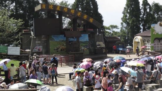 台中清境農場最有名的就是趕羊表演，還有剪羊毛表演。表演完後，