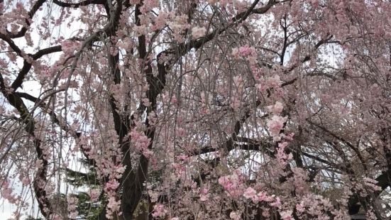 桜の季節にお花見に行きましたが、桜以外の季節にも間違いなく楽