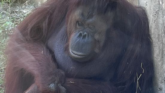 壽山動物園休園後重新開放了，當天去有有很多的小動物可以觀賞，