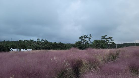 안개꽃 비슷한 꽃으로 유명한 제주도에 공원입니다. 보라