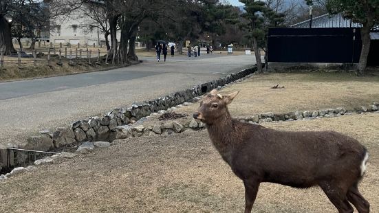 嚟到奈良公園一定要做嘅嘢就係喂奈良鹿喇～不過原來隻隻鹿鍾意食