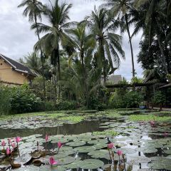 Manda de Laos張用戶圖片
