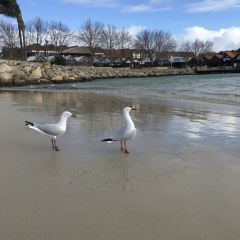 Hotel Rottnest Bar + Bistro User Photo