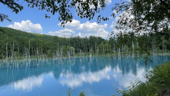外国人の訪問記から有名になった美瑛の青い池。川を堰き止めた人