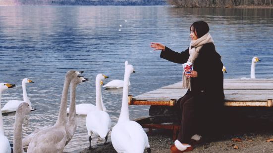 阿寒湖釧路必去探訪天鵝和小鴨體驗河邊餵食白雪雪嘅天鵝 很有趣