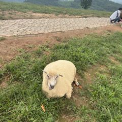 YAYO FARM User Photo