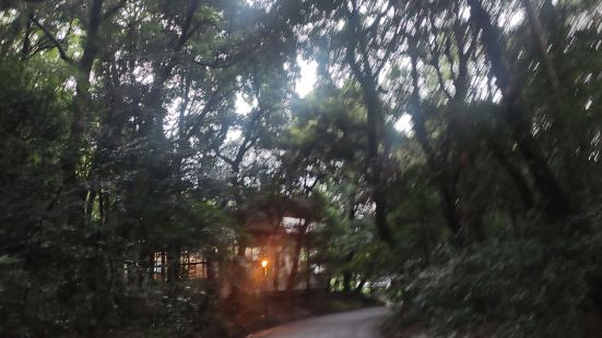 My visit to Meiji Jingu in Tok