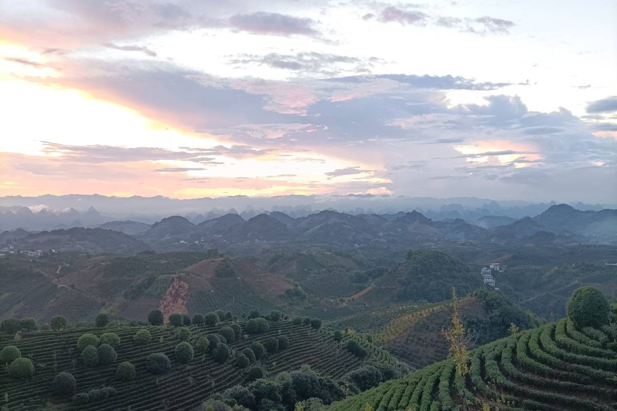 7. Stroll Through Guilin's Serene Tea Plantations