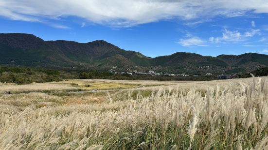 手持箱根周遊券，從箱根小田原地區坐巴士就能去仙石原欣賞整片芒