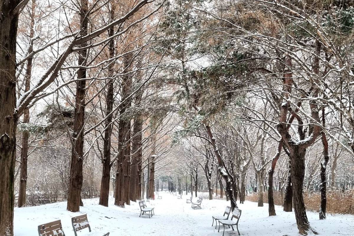 首爾林冬季：雪景與冬季活動