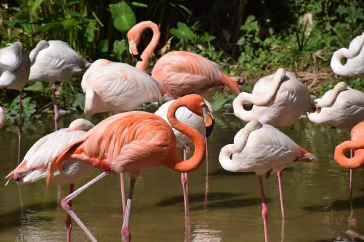 สวนสัตว์นครราชสีมา