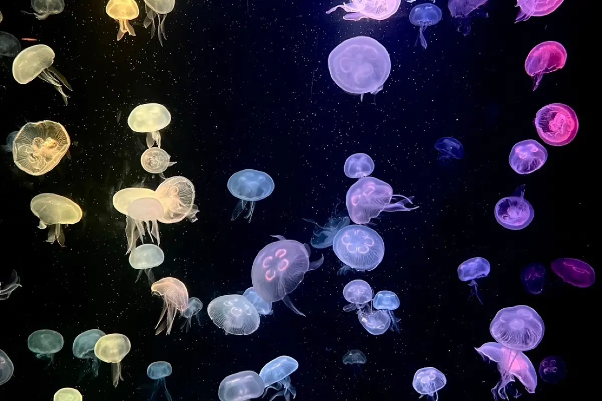 Bangsaen Aquarium