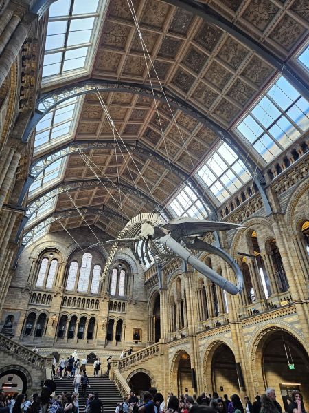 ★GWキャンペーン★ ロンドン自然史博物館2枚 検品済 Aランク 最新】ロンドン自然史博物館 - チケット、営業時間、口コミ、写真