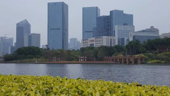 千灯湖有林荫大道，喷水池花架廊，大片的竹林，草地，湿地，山丘