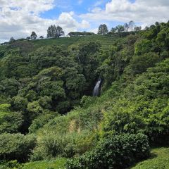 Hacienda Alsacia Starbucks Coffee Farm User Photo