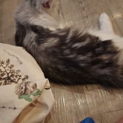Caturday Cat Cafe User Photo
