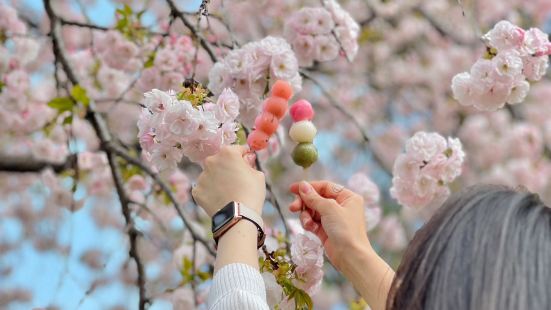 これからの季節にぴったり！！桜が満喫できるスポットです🌸昨