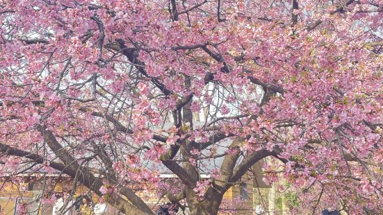 代々木公園にて散歩兼お花見🌸3月上旬、花は綺麗に咲いている