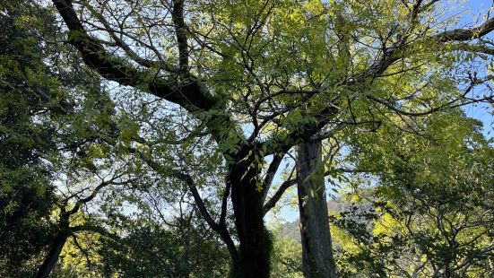 這裡的景色很美麗，還可以在花園亭穿和服體驗，在古色古香的建築