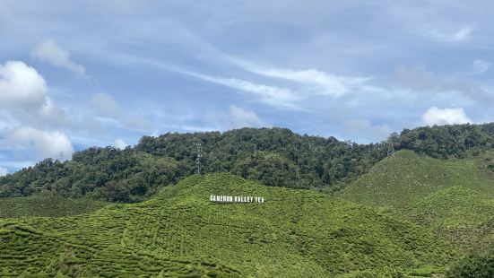 Cameron Valley Tea punya tempa