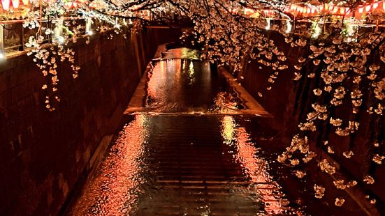 今年3月時去東京賞櫻花～目黑川的夜櫻+夜間點燈真棒超爆幹美的