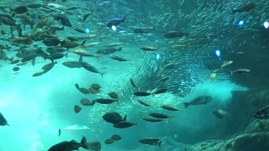 海岸沿いにある水族館は、とても魚の種類が多く、美しく整備され