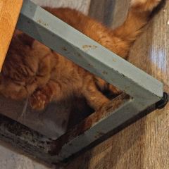 Caturday Cat Cafe User Photo