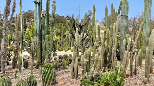 review picture