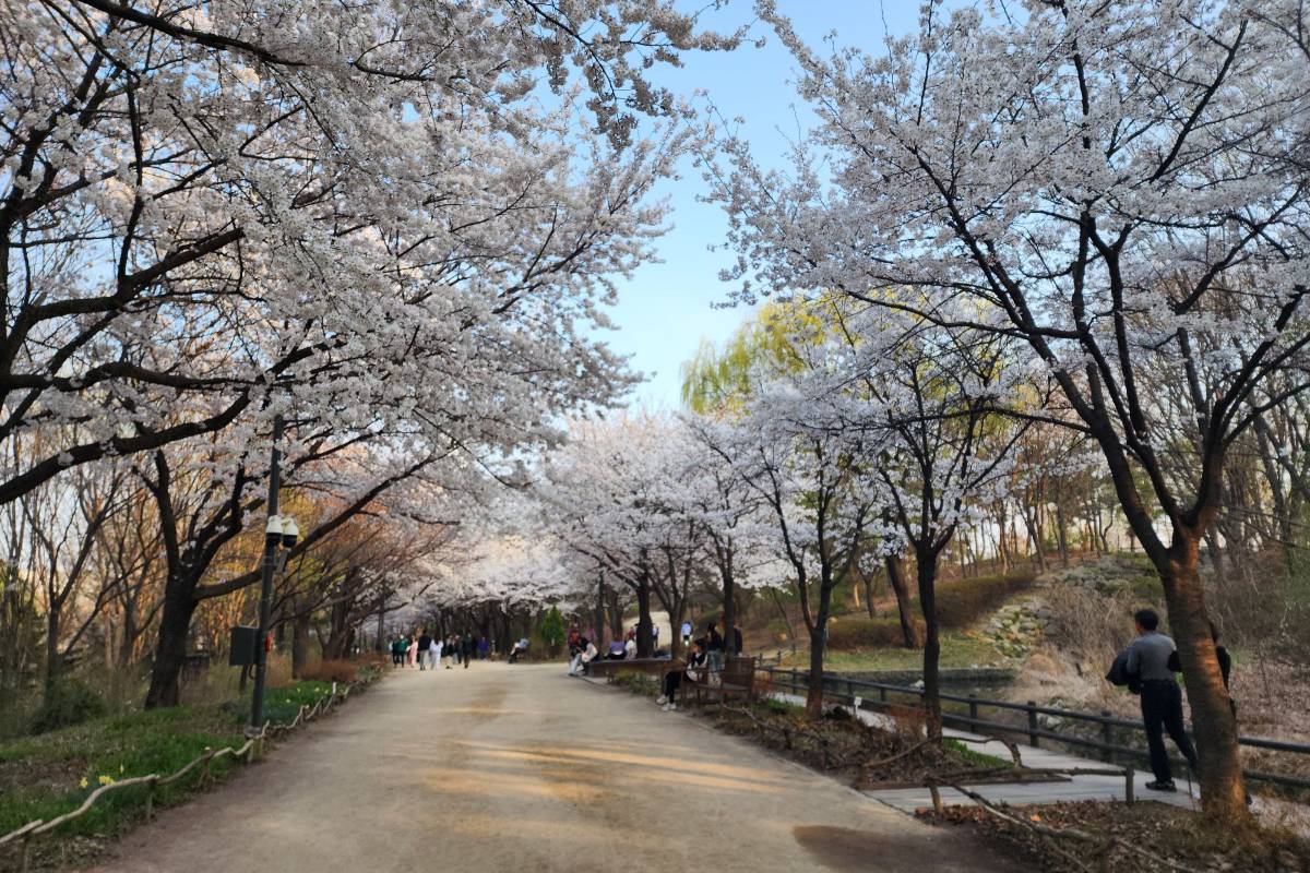 首爾林春季:櫻花季賞花