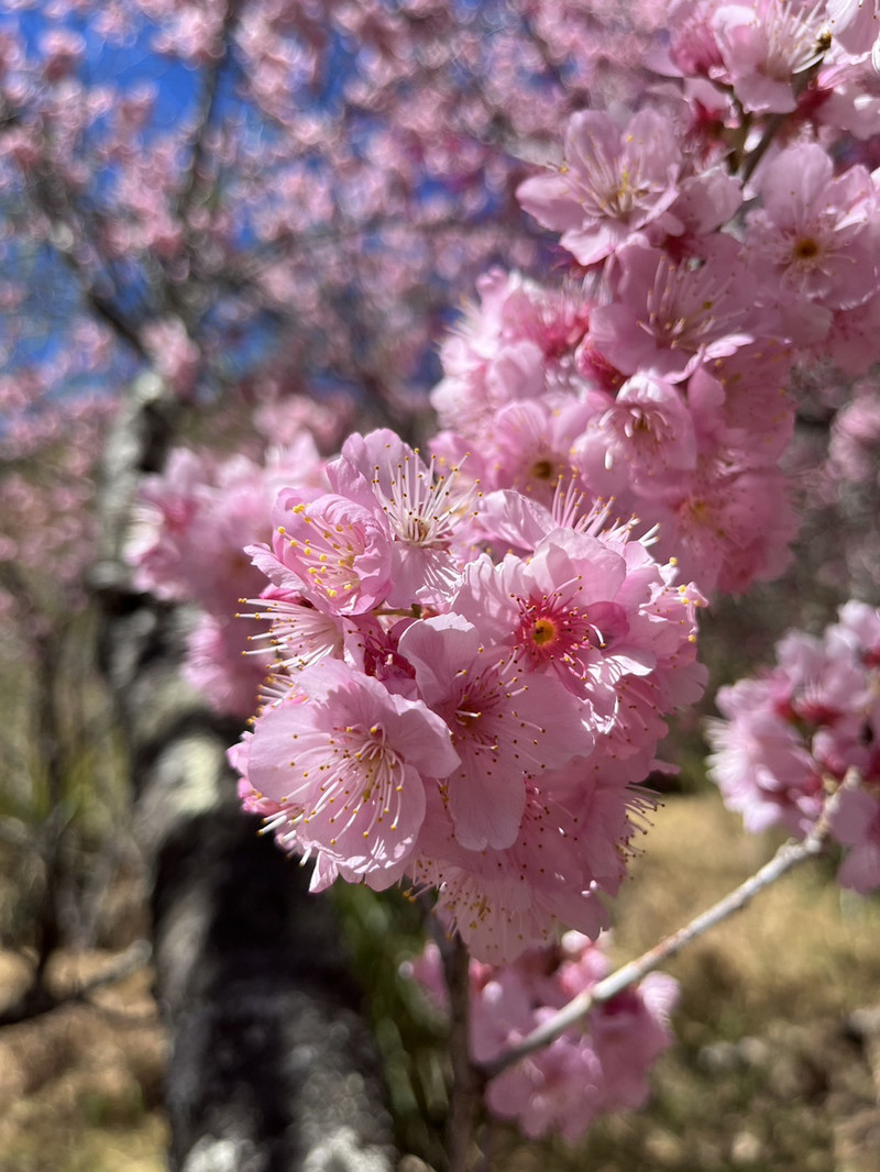 武陵農場用戶評價