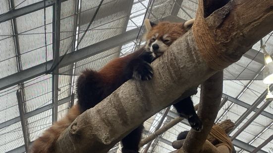 神戶動物王國營業時間：10:00-17:00  休園日 : 