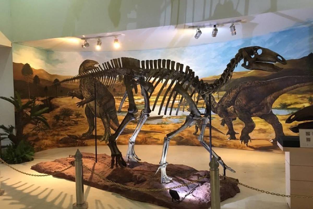 พิพิธภัณฑ์ไม้กลายเป็นหิน