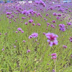 007라이브 User Photo