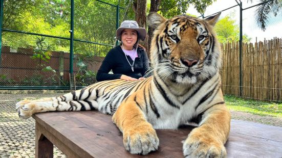 Tiger Kingdom - Phuket Photos | Photos of Phuket Attractions | Trip Moments
