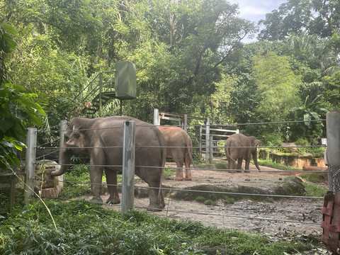 zoo Fun attraction in Singapore together wit - Singapore Travel