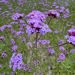 007라이브 User Photo