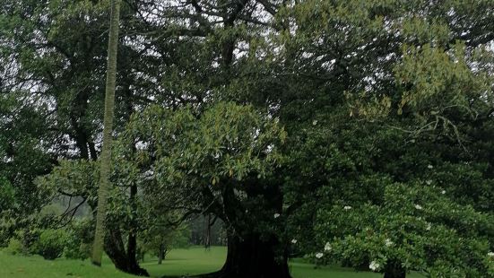 One tree hill Auckland.. This 