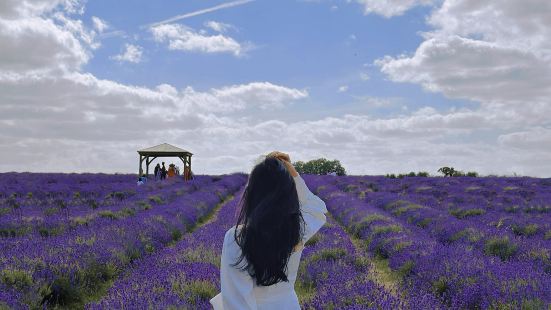 25 acres of rolling lavender p