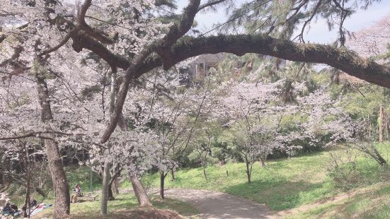 福岡賞櫻的隱藏景點很適合情侶約會和跟家族出遊日本賞櫻不一定要