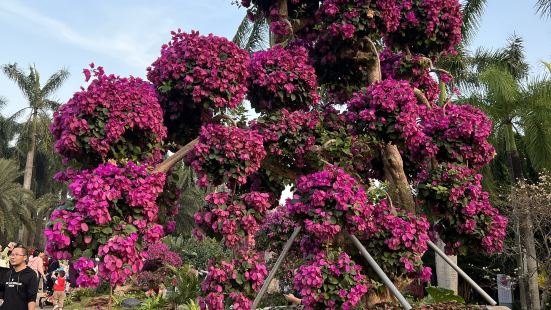 深圳市福田区莲花山公园的三角梅太漂亮了，型状各异，开出美丽的