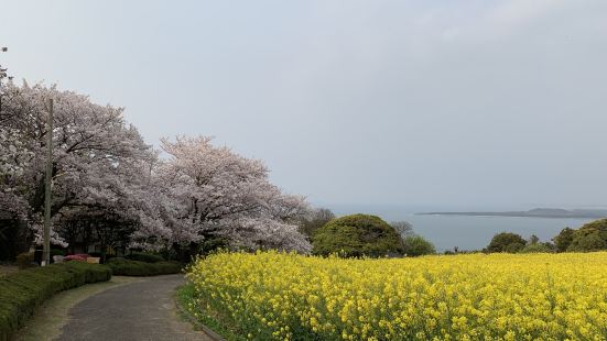 能古島風景好靚，有無敵海景，亦都種滿很多花卉，更係賞櫻既好地