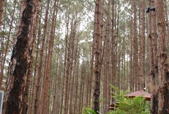 Rừng Thông Mơ Farm & Bistro User Photo