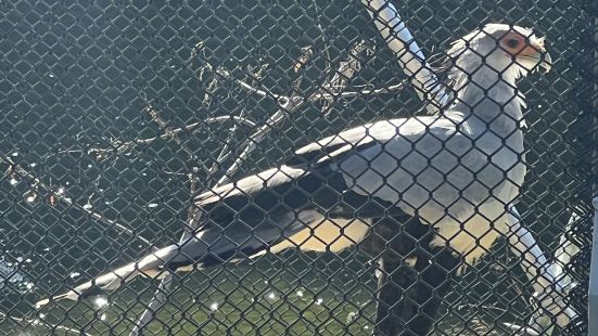 掛川花鳥園には珍しい種類の鳥がたくさん飼育されており、見応え