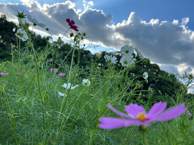 Flower Hill (Hana-no-oka) Tickets [2026] - Promos, Prices, Reviews