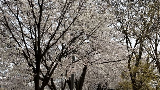 벚꽃 맛집으로 유명한 안양천!! 꼭 봄이 아니여도 산책