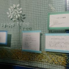 spice tree User Photo