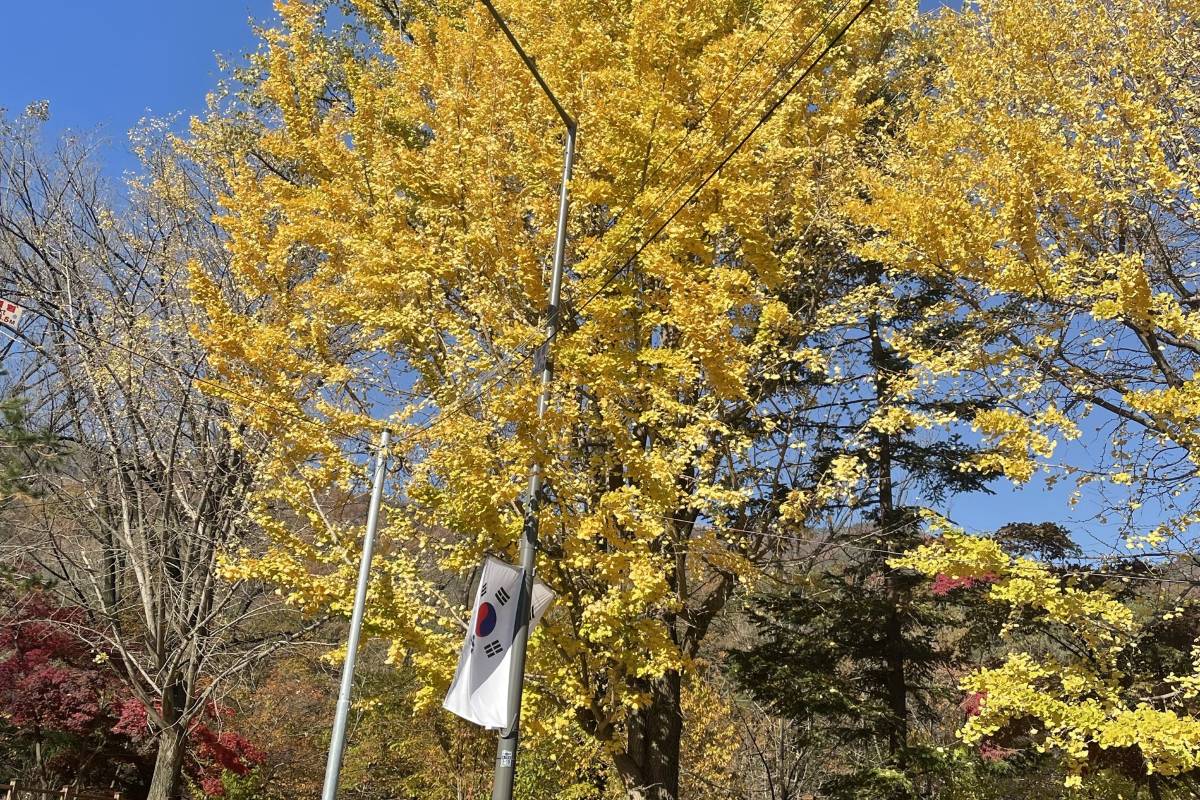首爾林秋季：楓葉季賞楓