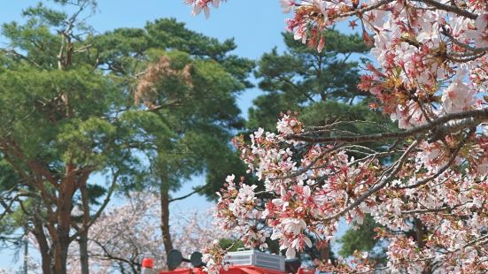 來慶和火車站必拍火車沿途的鐵道和馬路旁都能看到櫻花盛開的景象